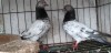 Giribuz pigeon pair